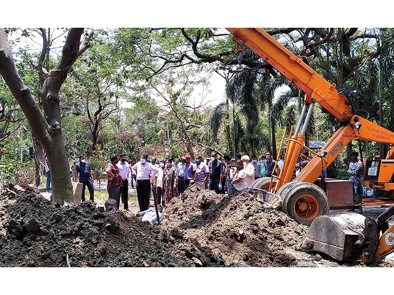 trees-restoration-2