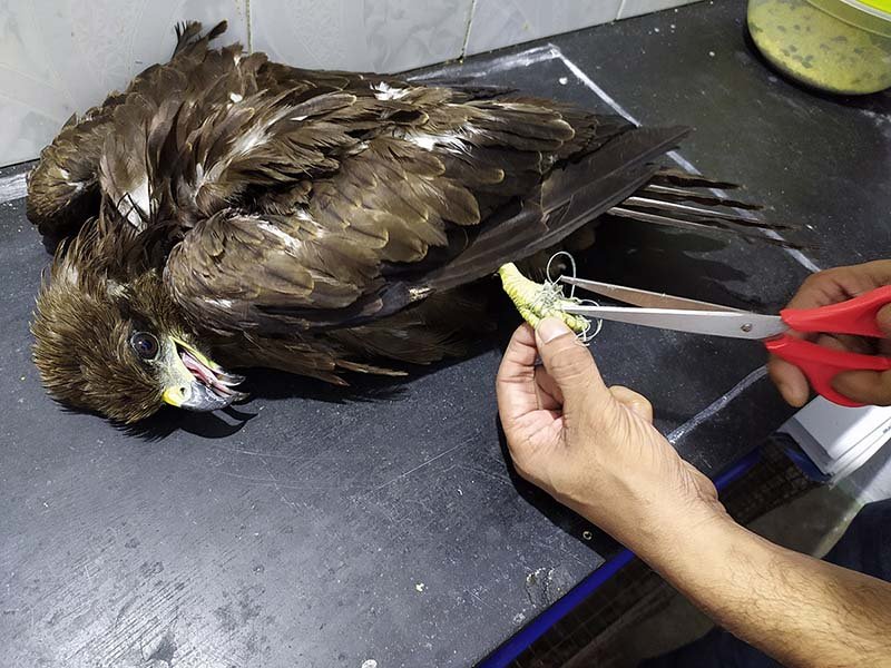 Wildlife-Rescue-1-1