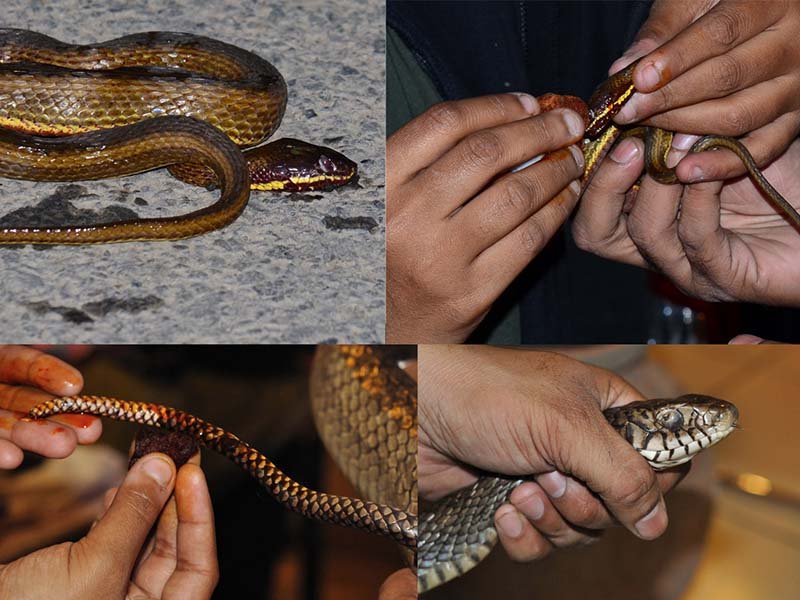 Wildlife-Rescue-2-1