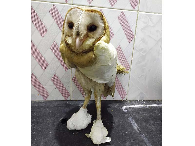 Wildlife-Rescue-3-2