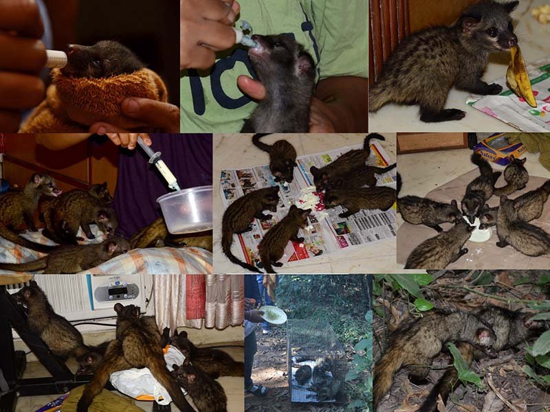 Wildlife-Rescue-4-1