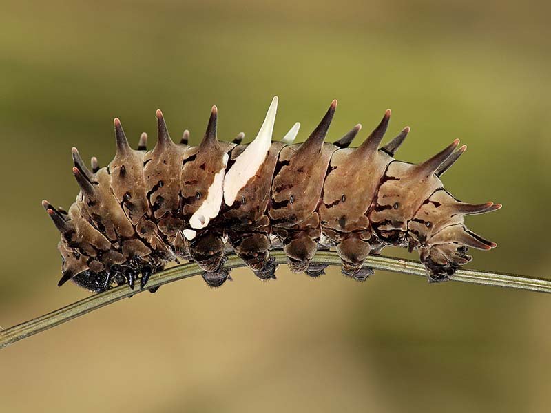 2_Rajabhatkhawa-Butterfly-Conservatory