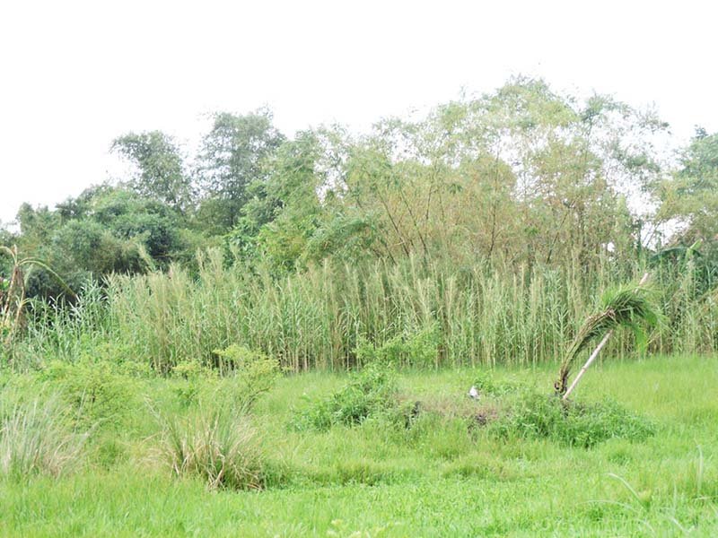 DSCN6222-1