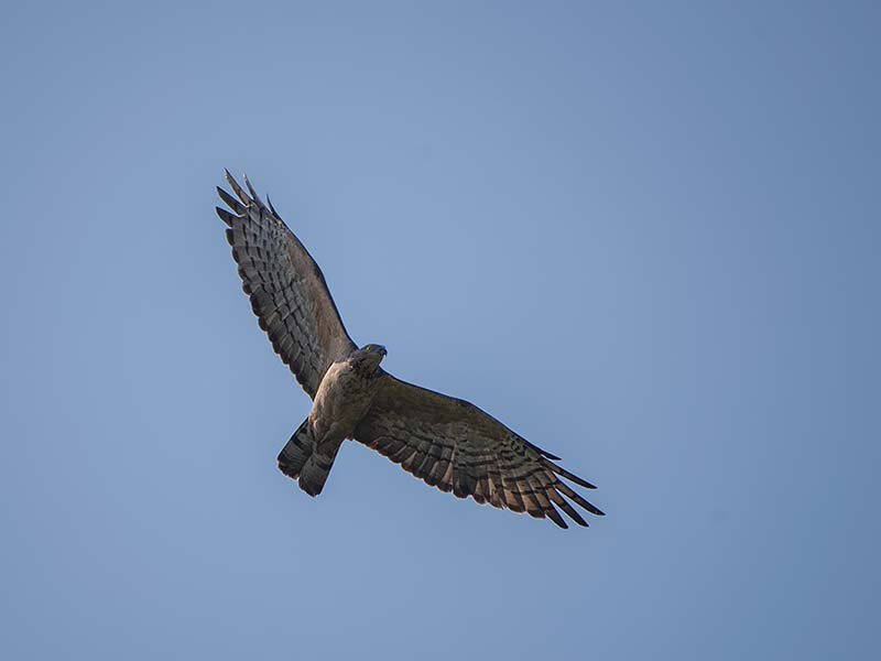 Oriental-Honey-Buzzard_DD-1