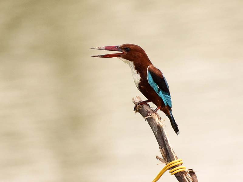 White-throated-Kingfisher_DD-1